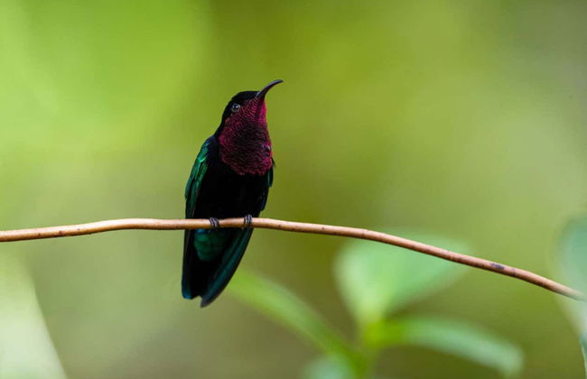 Avistamiento de aves en Castries Waterworks - Foto 5