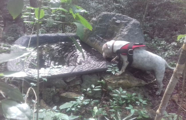 Hotel y Temazcal en Solferino - Foto 53