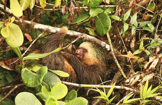 Monteverde Magic Mountain - Foto 51