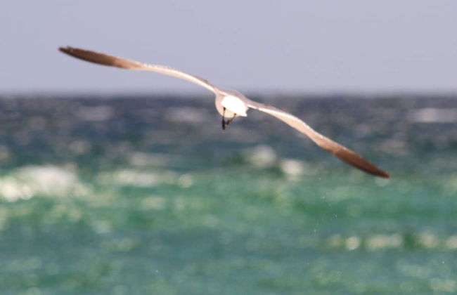 Coastal Nest @ Enclave 602a - Foto 21