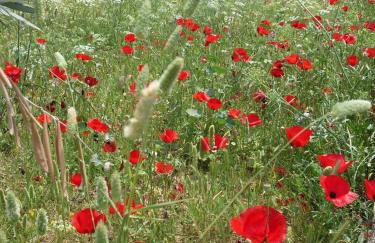 ''The Boulas'' Rooms - Foto 46