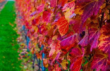 Aurum Apartment - Foto 21