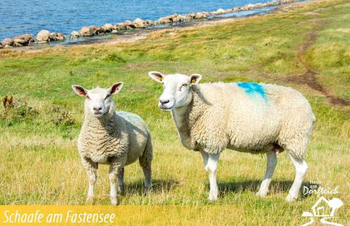 Haus am Dorfteich Fehmarn - Foto 63