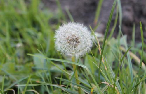 Holiday Home Bungalow Waldidyll by Interhome - Foto 46