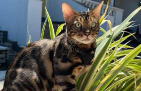 Villa Flora - Foto 28