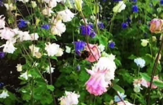 Charming 3-bed Cottage Moira - Hillsborough - Foto 6