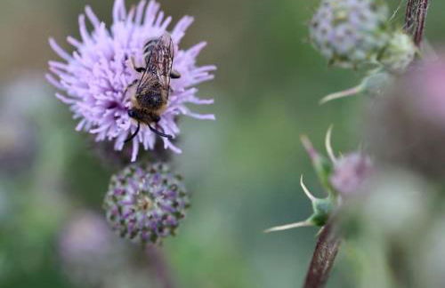Bienenwagen Weitblick, Kamin, Sauna ganzjährig nutzbar - Foto 33