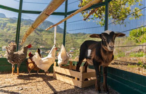 Banana Garden Suites - Foto 29