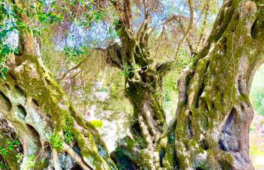 Green Hill House - Foto 8