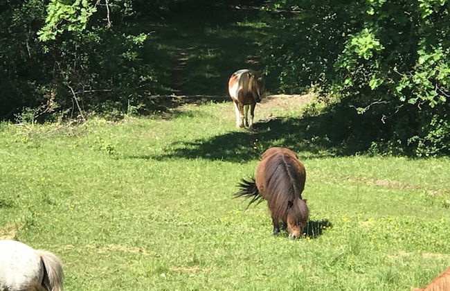 Domaine de Pouzelande - Les gites - Foto 72