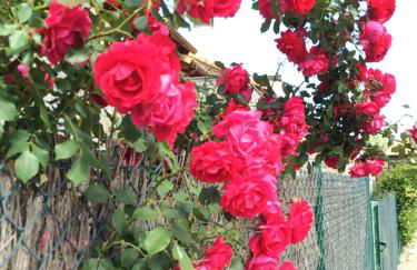 Apartamentos Portal de Ordesa - Photo 49