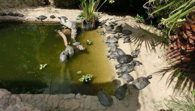 Charca de tortugas