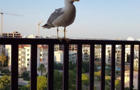 PRAIA DA ROCHA Appartement tout confort - Foto 27