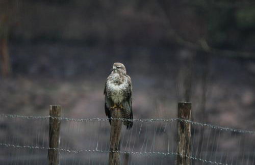 Le Ponton des Sympetrums - Foto 15