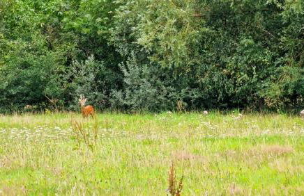 Klein Windhoek auf Rügen - Foto 7
