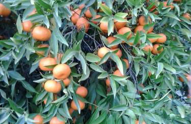 Agriturismo I GELSI - Photo 6