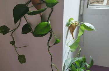 Par Saint Georges ! - Photo 34