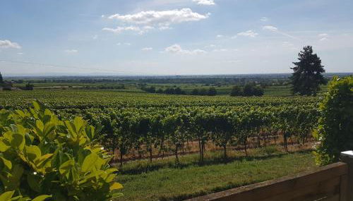 Wohnung in den Weinbergen - Foto 2, Garden