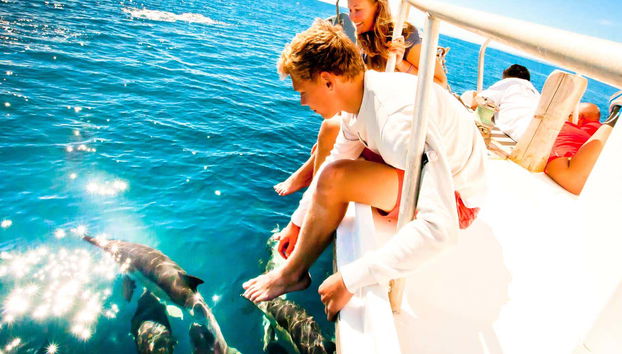 Groupe de dauphins à Tauranga