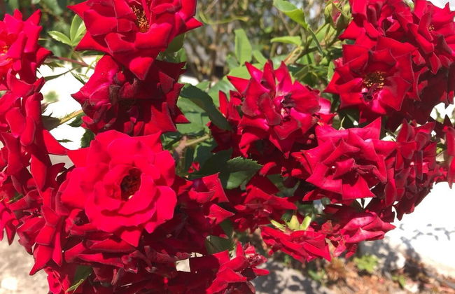 Sreser Dubrovnik Apartments Urlic - Foto 32