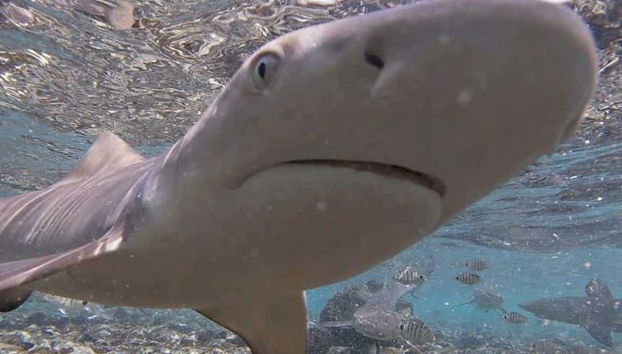 Requin-citron vu de près