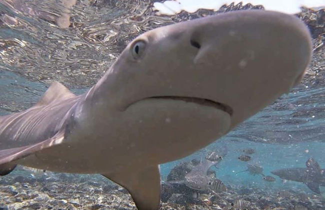 Avistamiento de tiburones limón en la isla de Sal - Foto 5