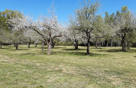 Waldhotel Rainau - Foto 11