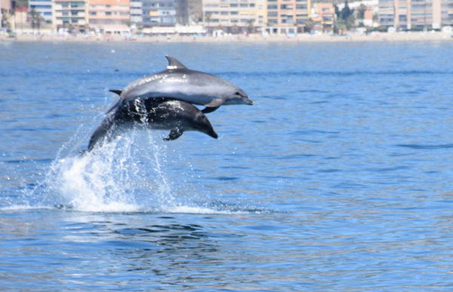 Observation de dauphins à Benalmádena - Photo 8