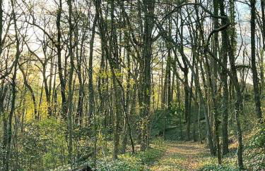 The Forest Door - Studio Suite in Stone Cottage - Foto 21