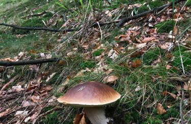 Landhaus Silbach - Photo 35