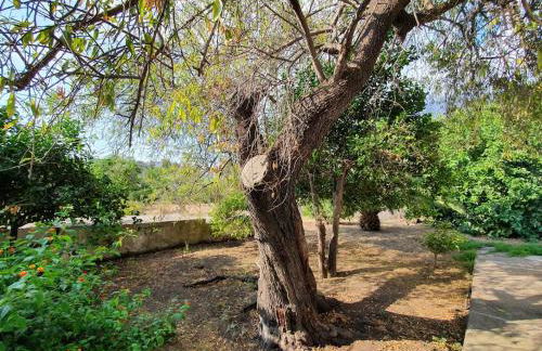Stromboli Vacanze - Foto 75