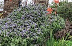 ΠΕΤΡΙΝΟ στην Άνδρο - Foto 8