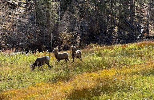 Enjoy a "Weekend in the Wild" in a Conestoga Wagon - Foto 12