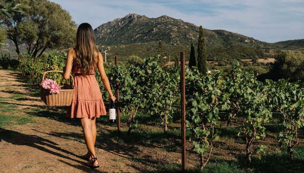 Passeando pelos vinhedos