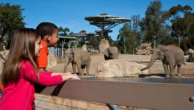 Observando a fauna do San Diego Zoo