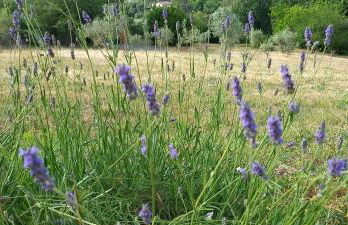 La Casetta di Ross - Foto 38