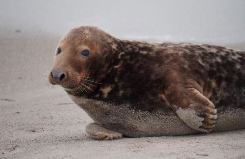 Villa Ludwig Fewo - Foto 39