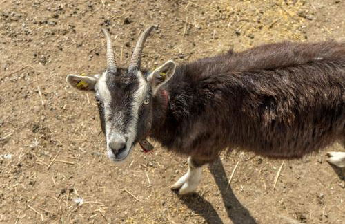 Historische Mühle Vogelsang - Foto 41