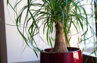 LE RHENANUS Martin Bucer - grand appartement au calme - centre ville - parking gratuit - Foto 12