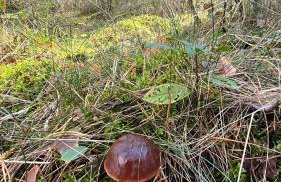 Apartamenty Chojno-Młyn 46 - Foto 25