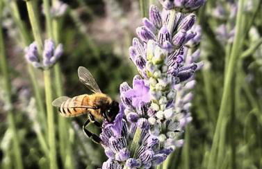 AGRITURISMO TERRAPIA - Foto 48