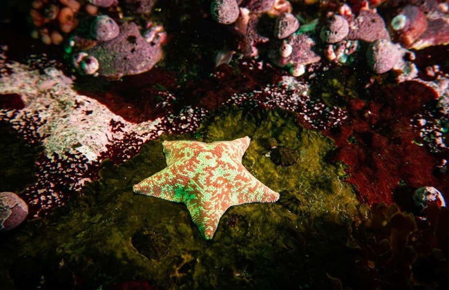 Batismo de mergulho em San Bartolo - Foto 8