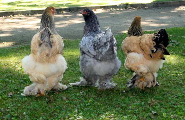 Holiday Home in Baarlo With Wood-fired Hot Tub - Photo 12