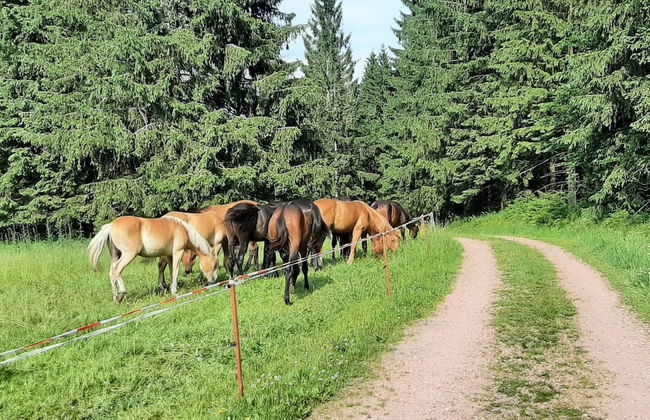 Cosy Holiday Home Near the ski Lift - Foto 32