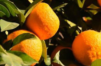 La Naranja Dulce CASA RURAL - Foto 29