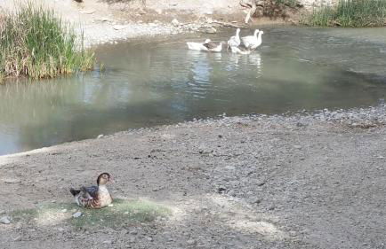 Cueva de la abuela - Foto 29