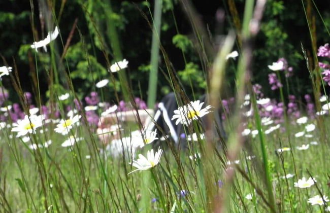 Nesterl Modern Retreat - Photo 11