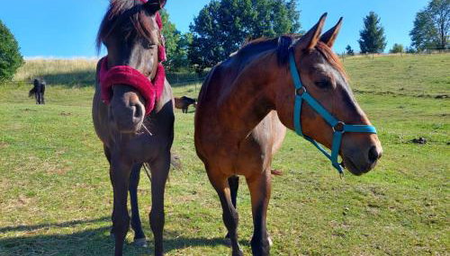 Happy Horse Sosnowa Góra - Foto 3