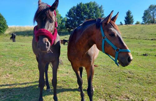 Happy Horse Sosnowa Góra - Foto 3