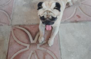 Villino Il melograno - Foto 36